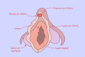 clitoris