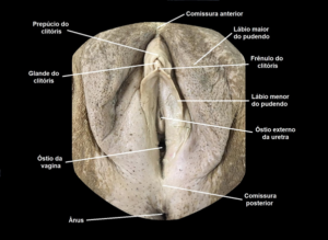 vulva