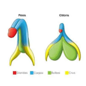 clitoris_e_penis